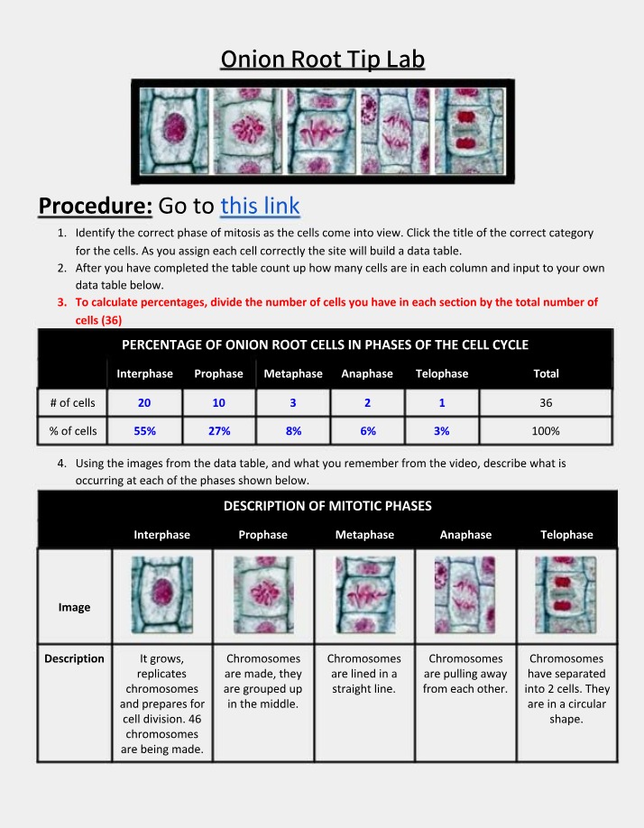 Lab - Onion Root Tip