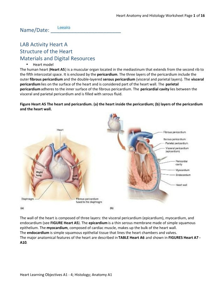 Worksheet on Heart Histology and Anatomy