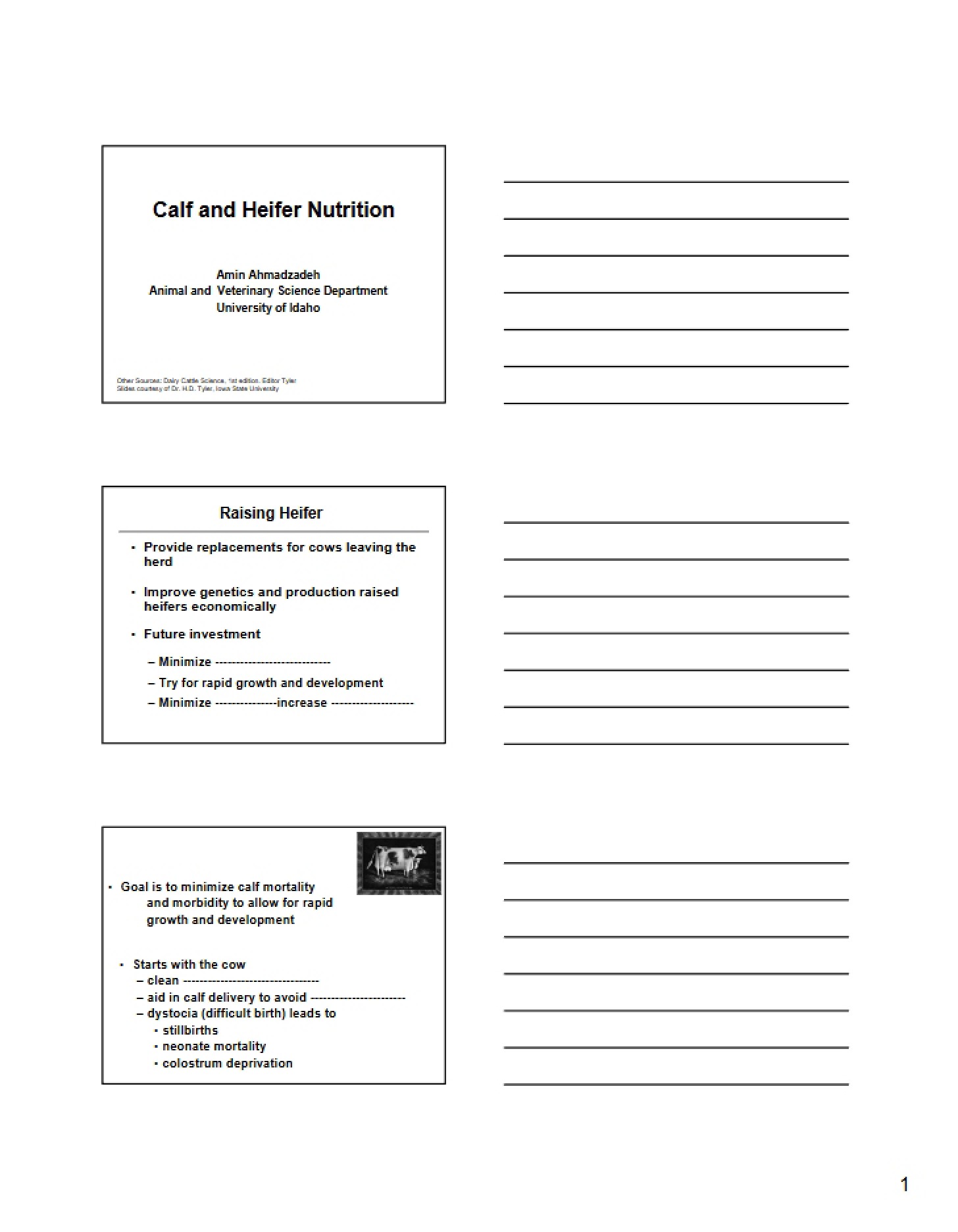 Nutrition for Heifers and Calves