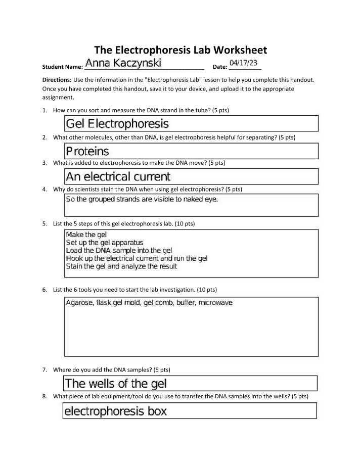 The Electrophoresis Lab Worksheet Instructor Copy