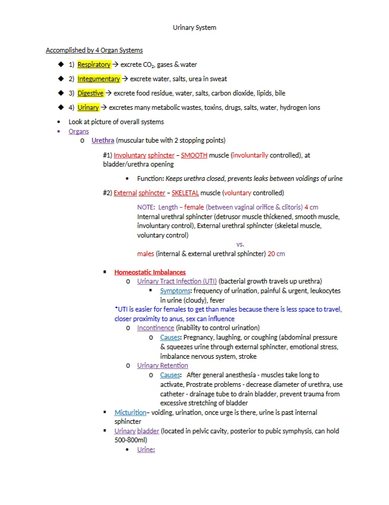 System of the Urinary Tract