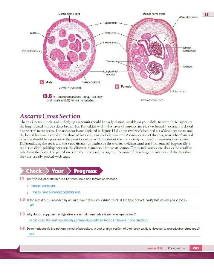Ascaris Locomotion and Cross Section Lab