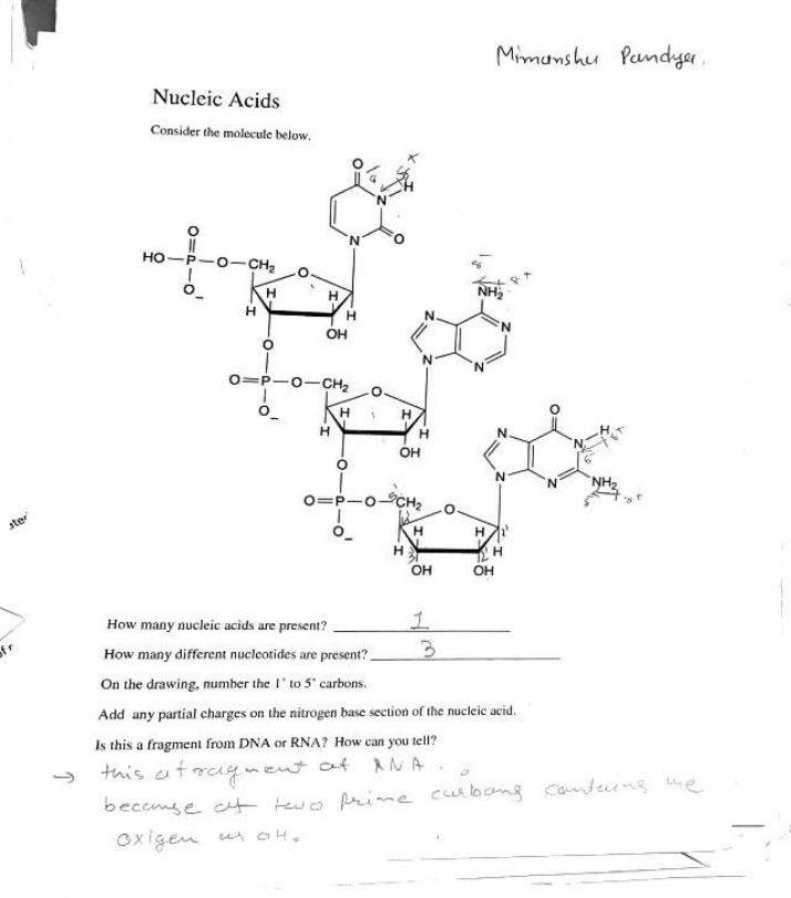Nucleic Acids - Characteristics, Function, and Structure