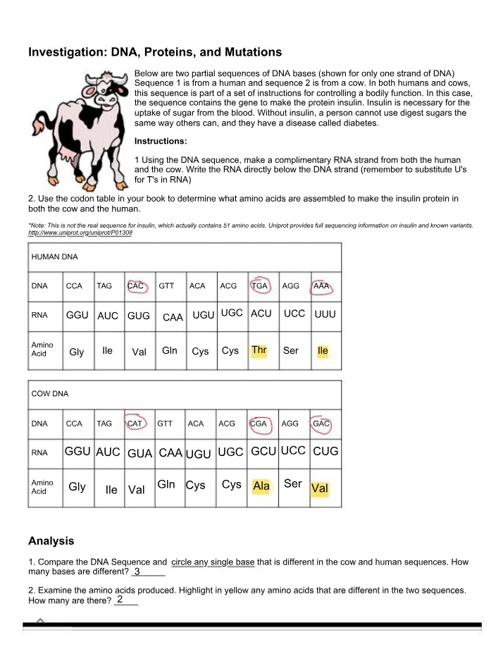 DNA, Proteins, and Mutations Worksheet