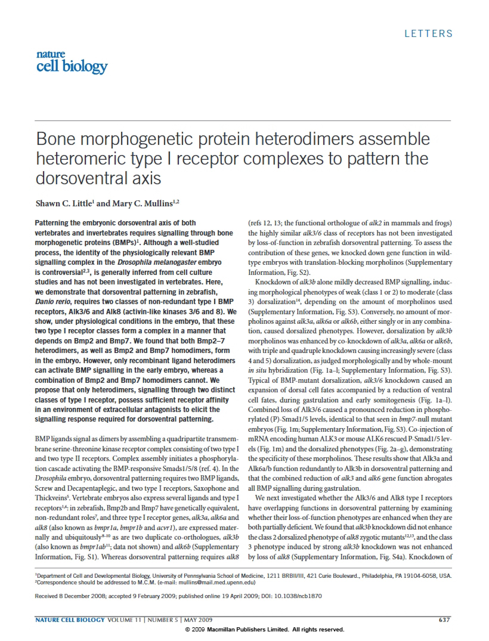 Heteromeric Type I Assembly by Bone Morphogenetic Protein Heterodimers