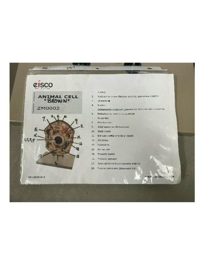 ZM0002 - Animal Cell Diagram