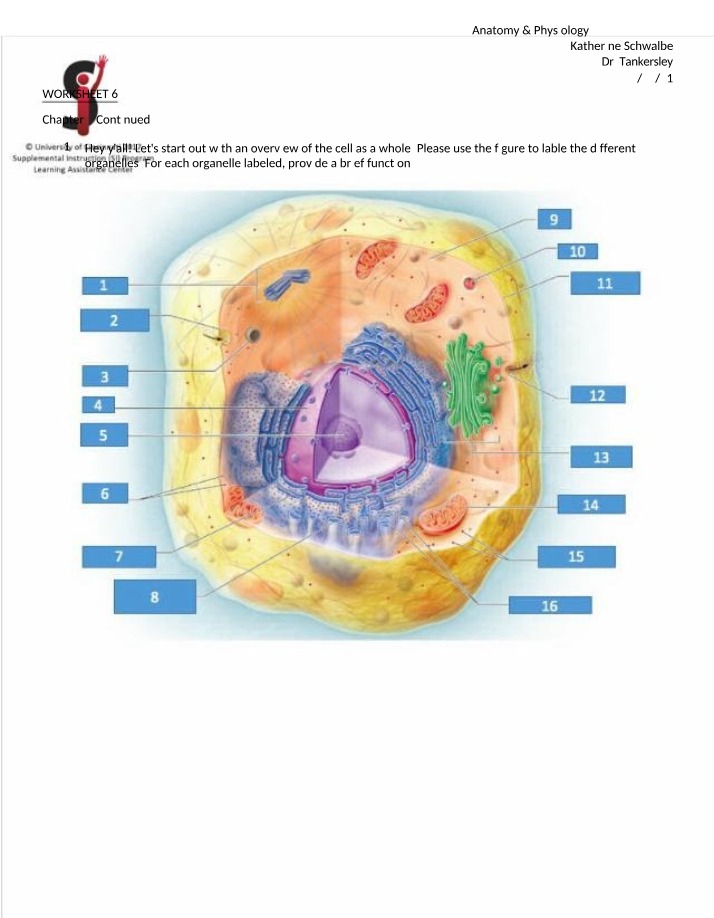 Anatomy & Physiology - Cell Organelles and Their Functions