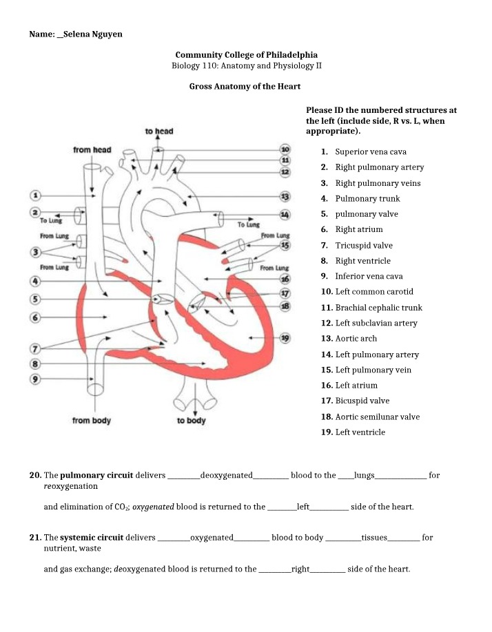 Heart and Circulation - Gross Anatomy