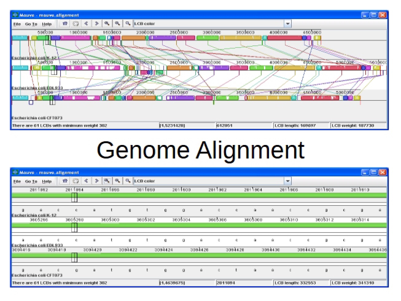 Alignment of Genomes