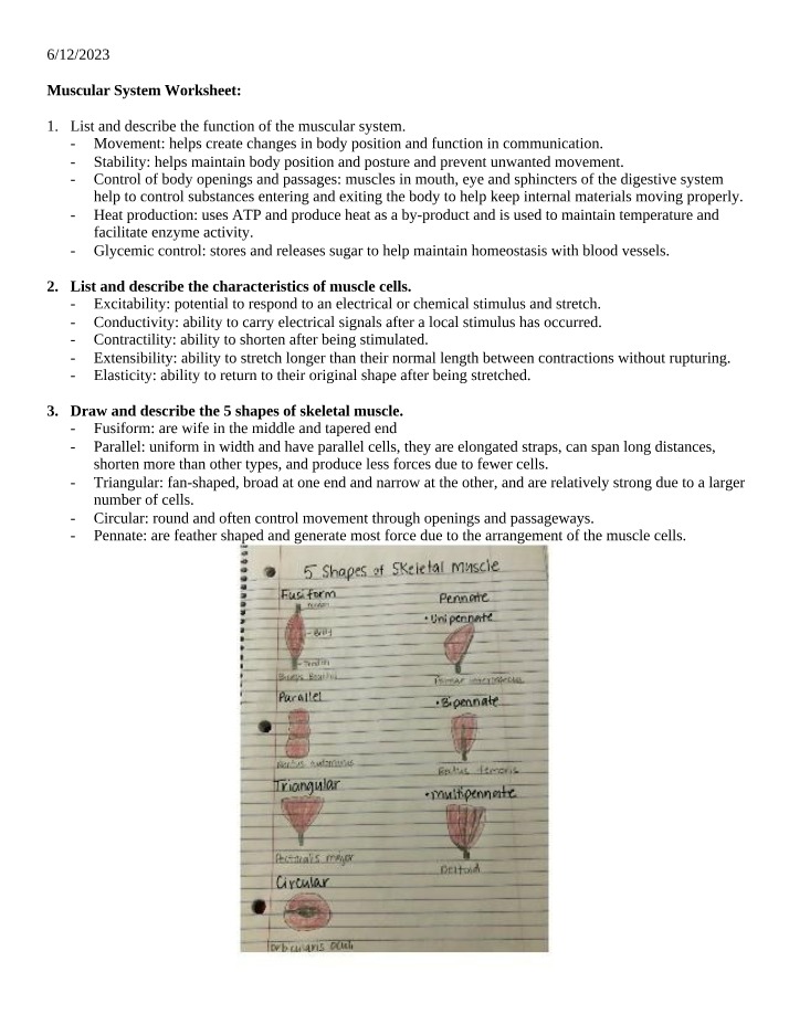 Worksheet on the Muscular System