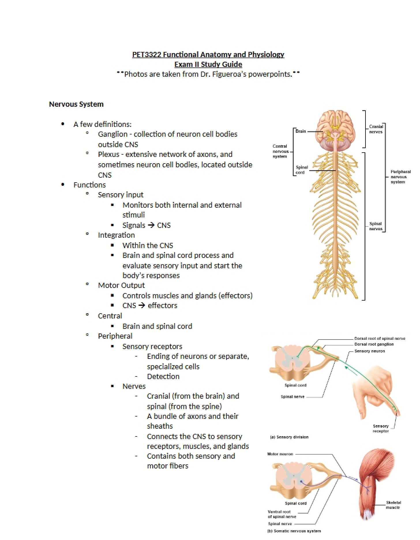 Study Guide for Exam II