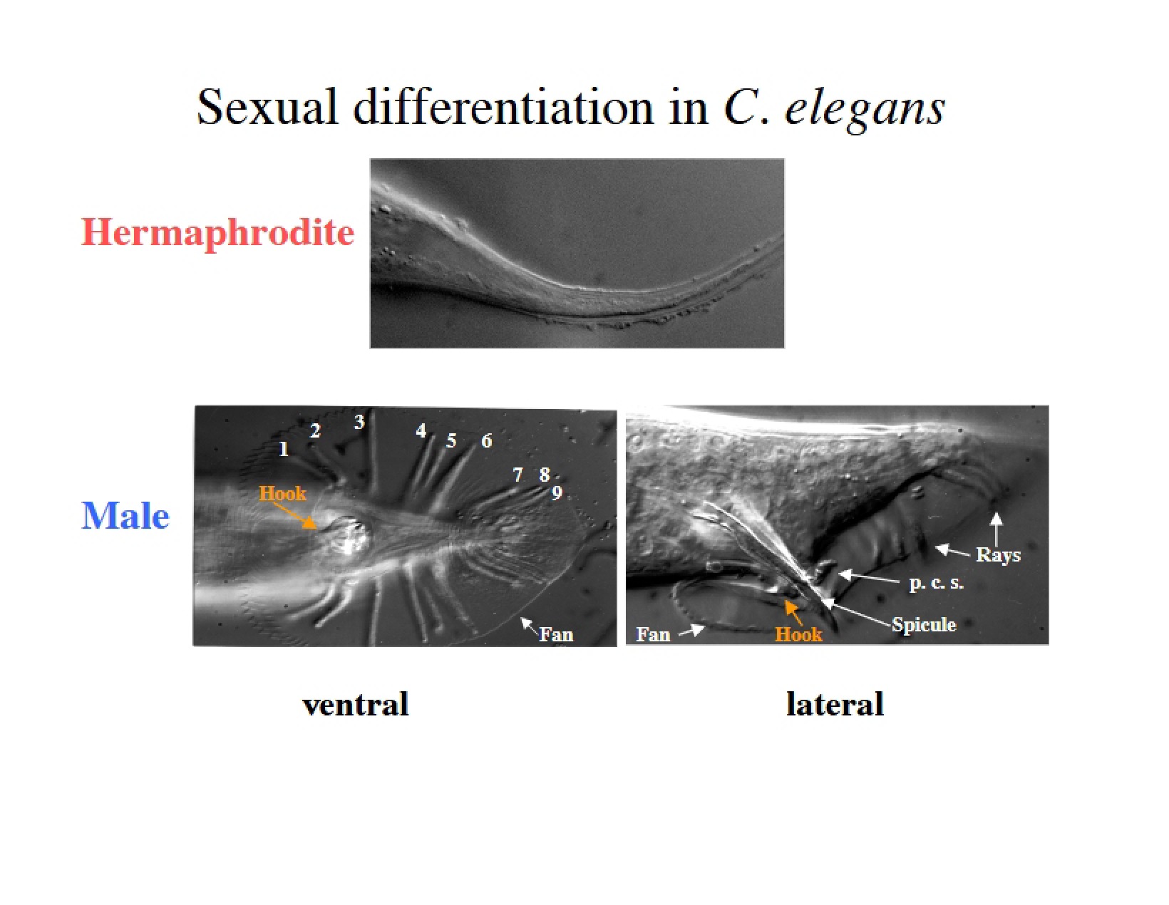 BI 113 Lecture Material