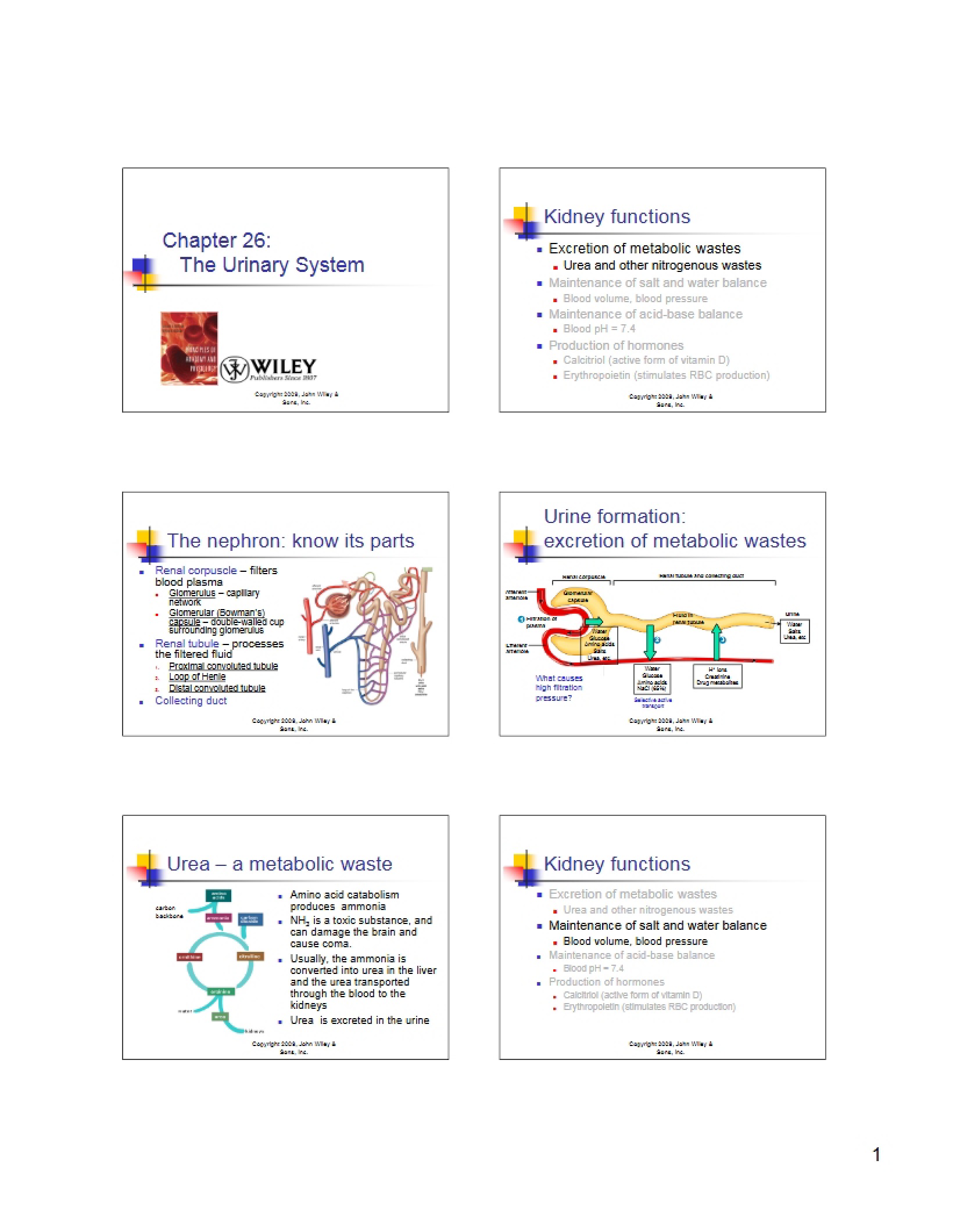 Urinary System (Ch 26, Part 2)