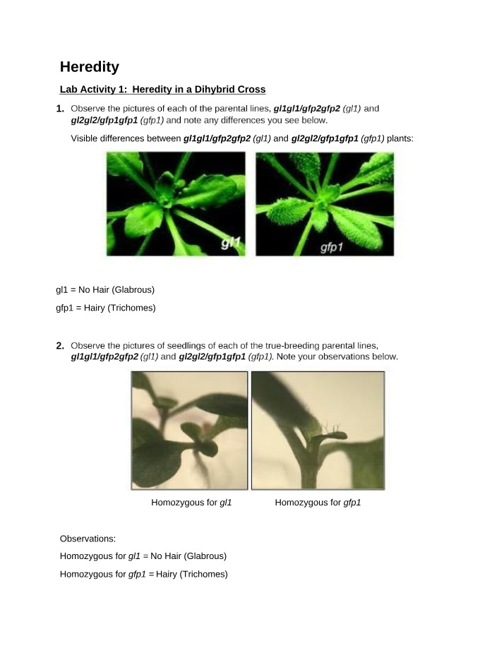 Dihybrid Cross Lab Activity on Heredity