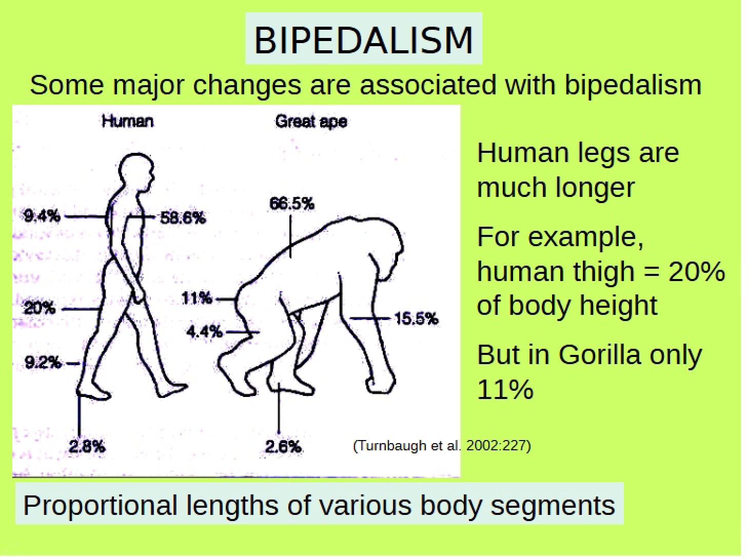 2013 Bipedalism