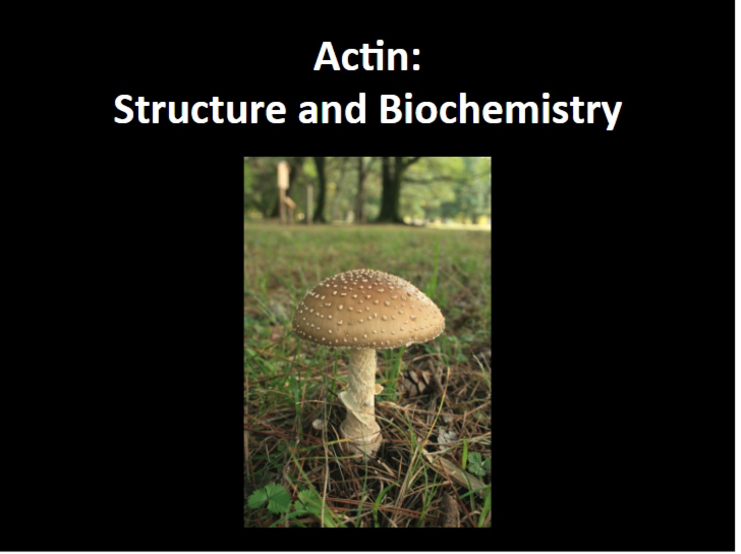 Actin Filaments Lecture 11