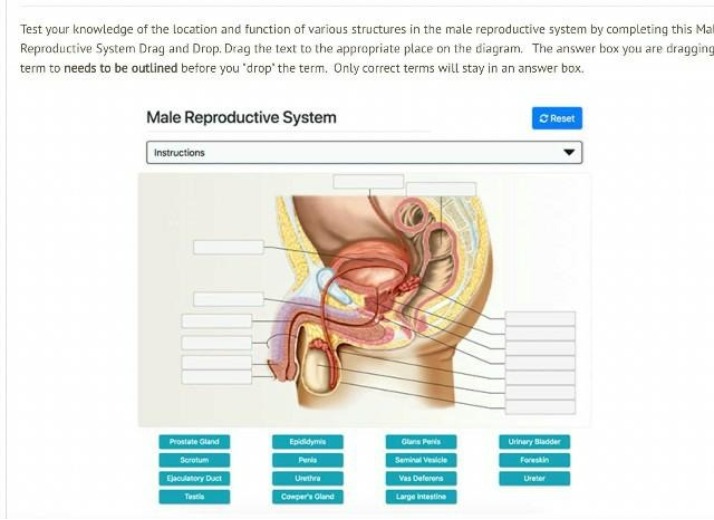 Male Reproductive System Quiz - Drag and Drop