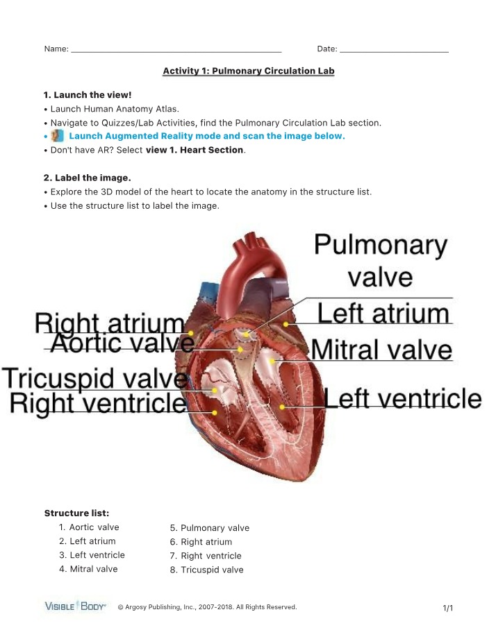 Diagrams and Lab Activities for Pulmonary Circulation