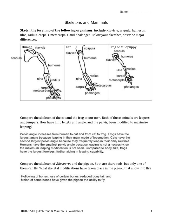Worksheet on Skeletons and Mammals