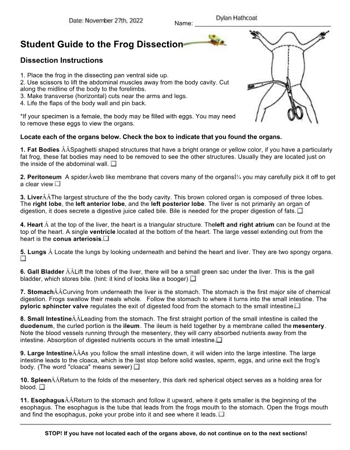 Frog Dissection Guide - Instructions, Organ Location, and Questions