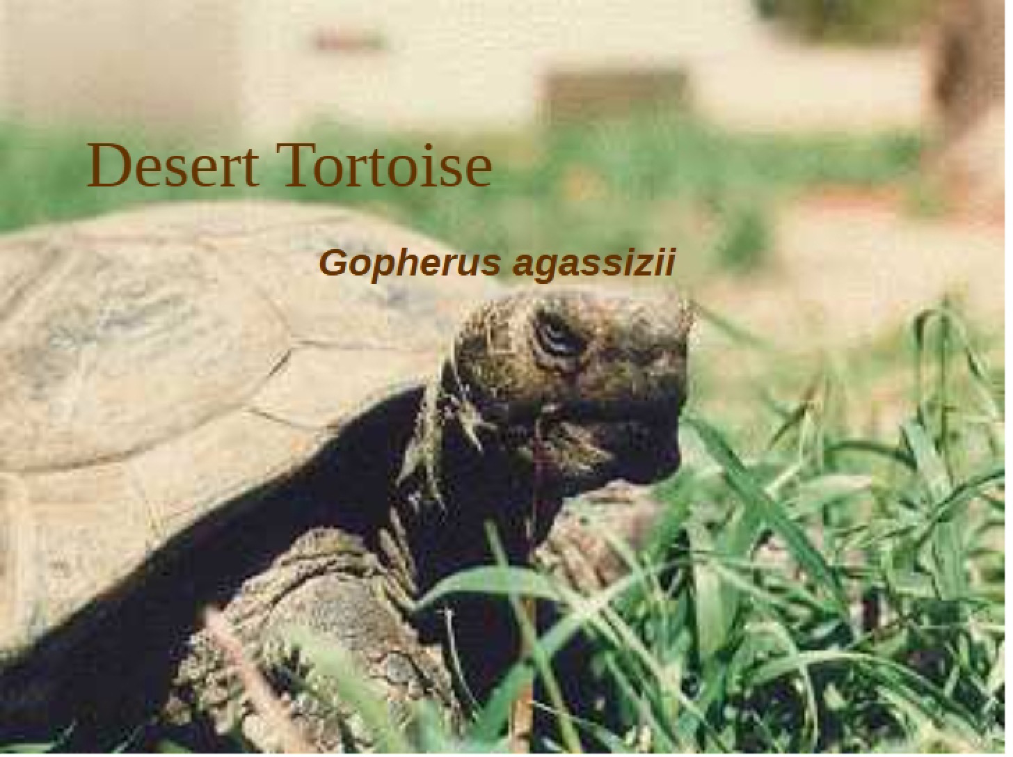 Desert Tortoise