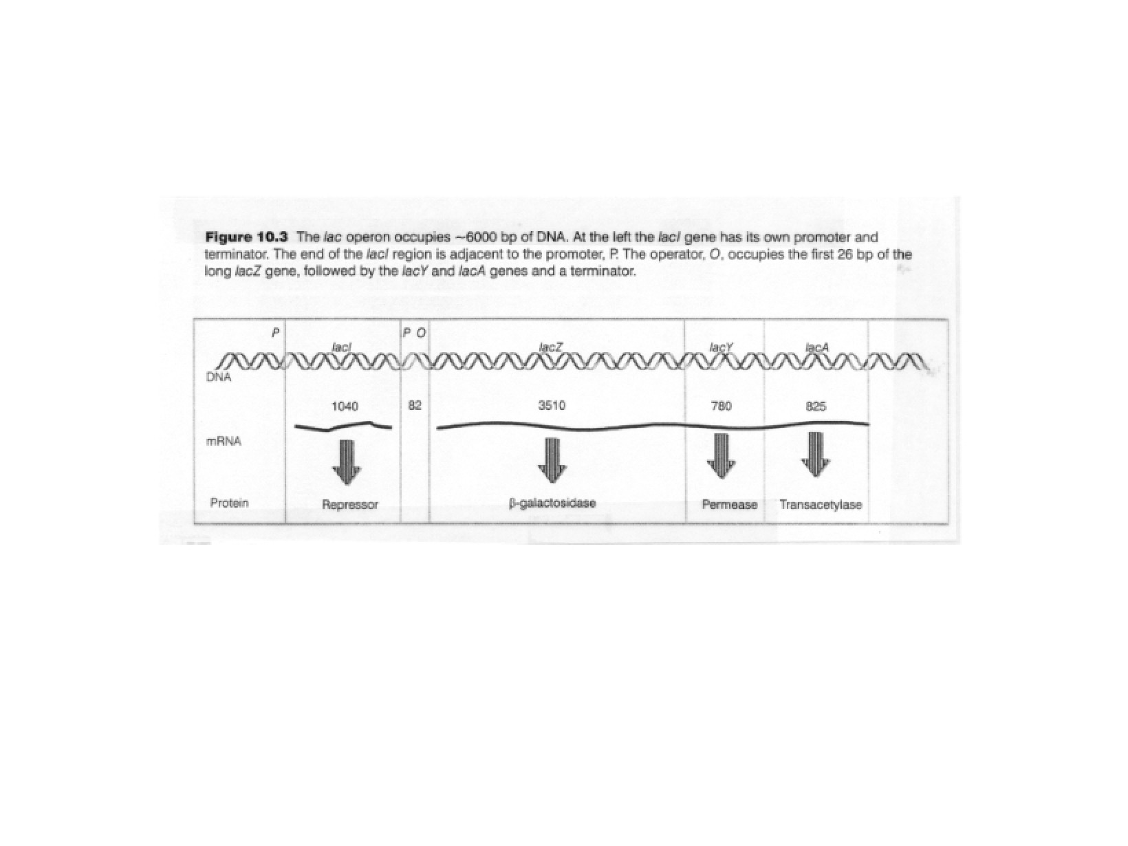 Study Notes for Carcinogenesis