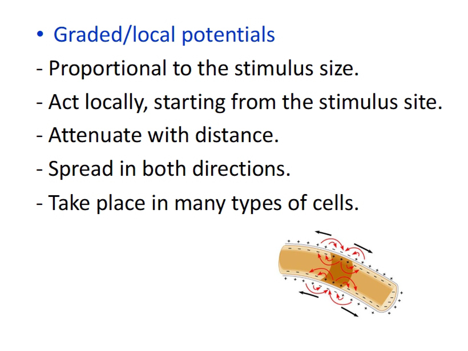 Action Potential Overview
