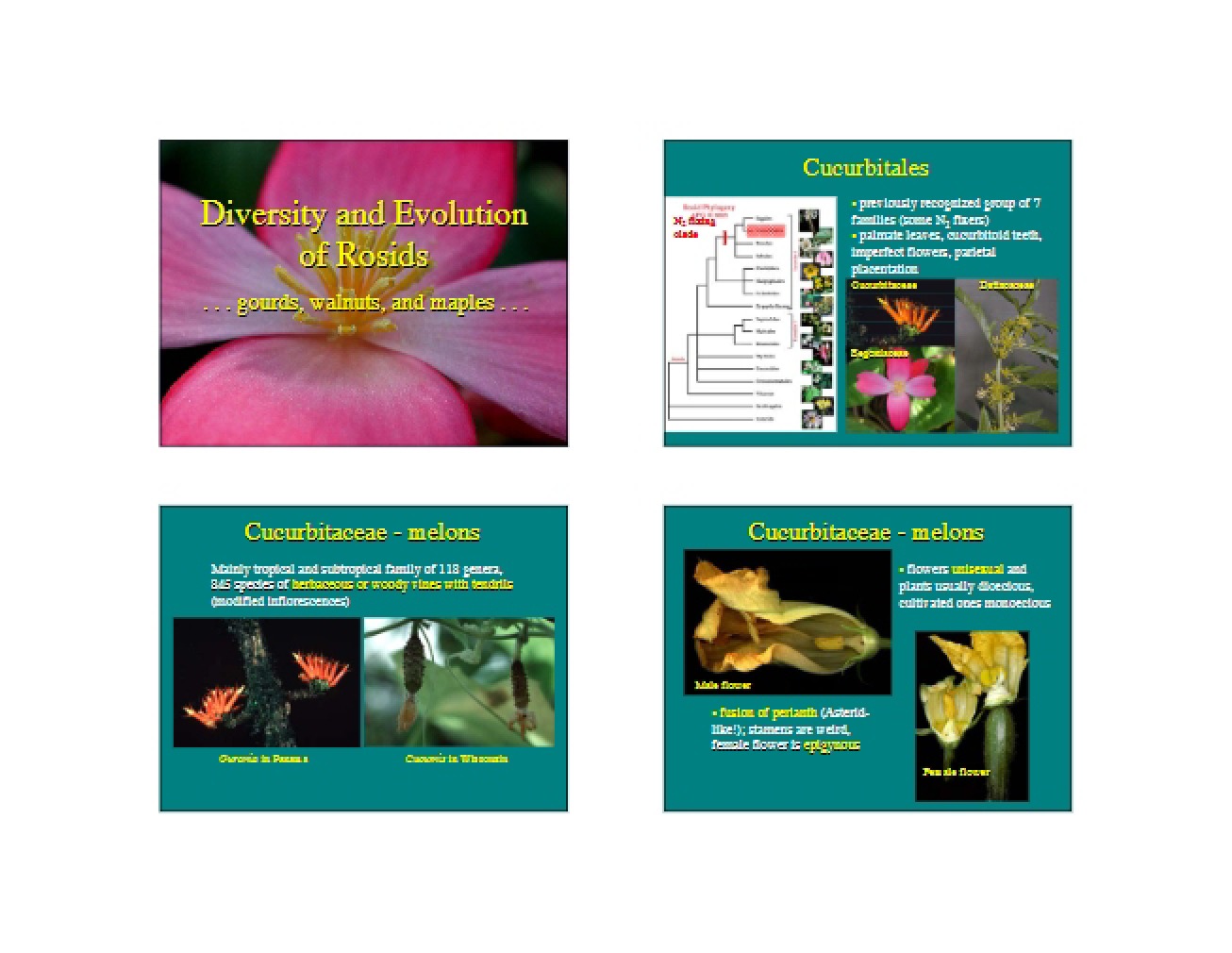 Rosid Evolution and Diversity