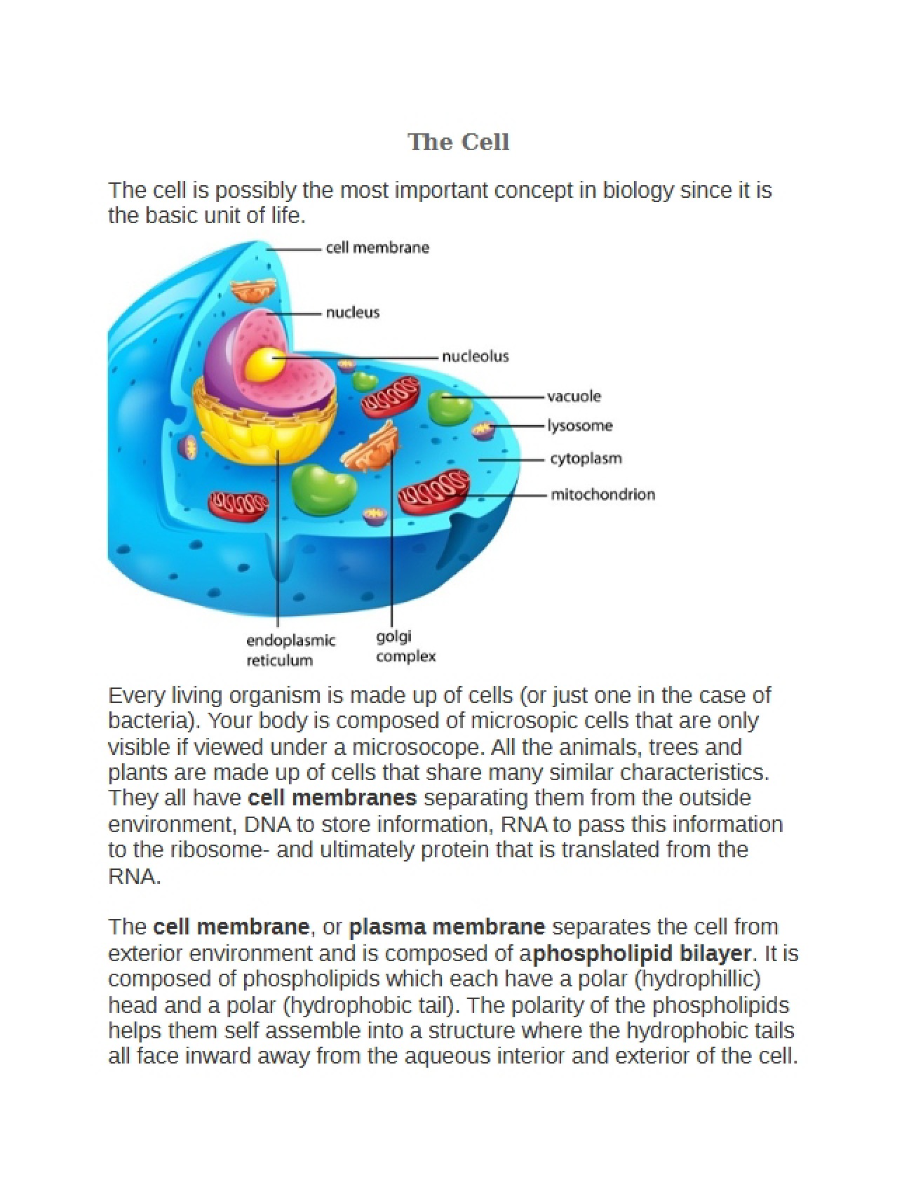 Study Guide The Cell