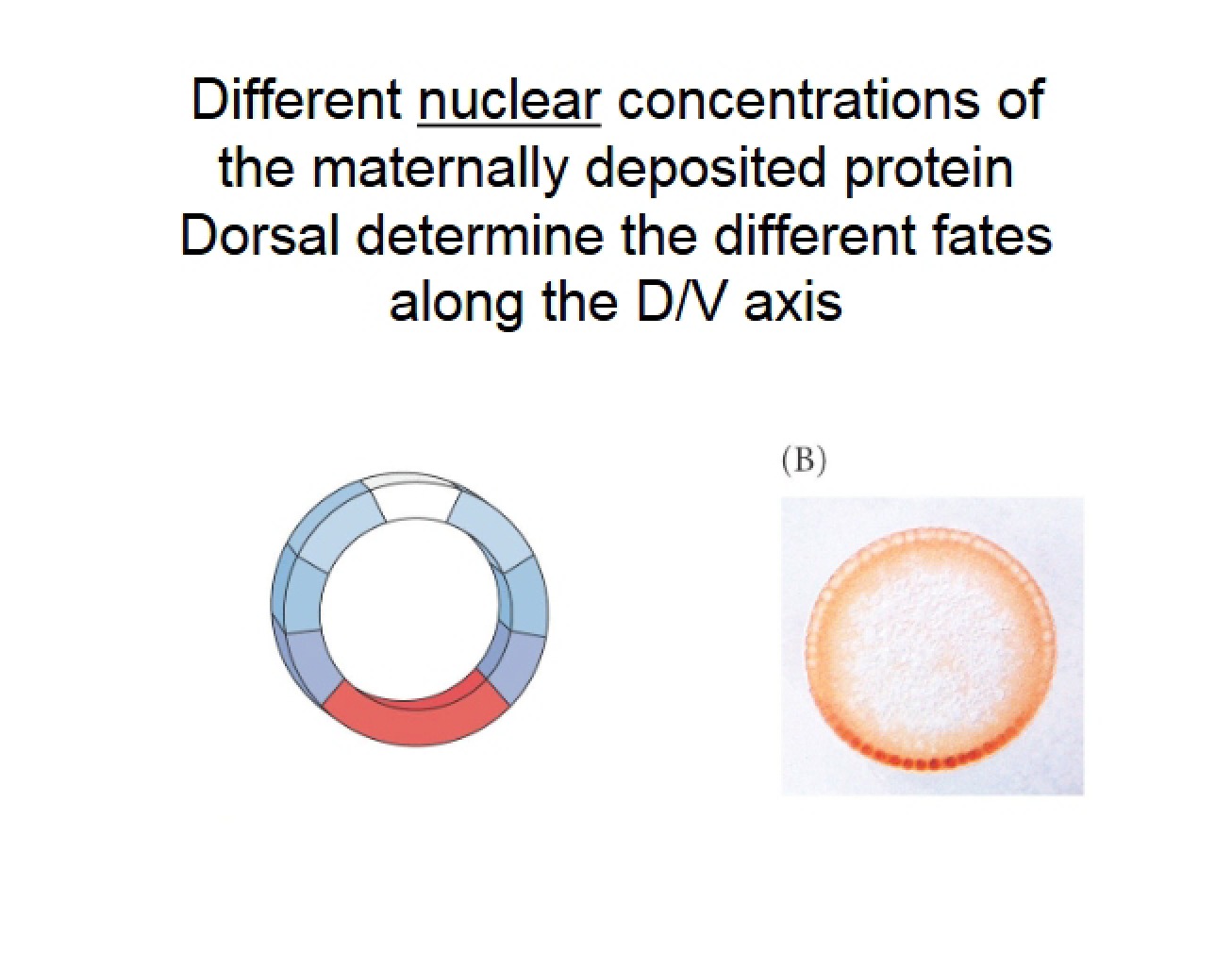 Presentation on Developmental Biology
