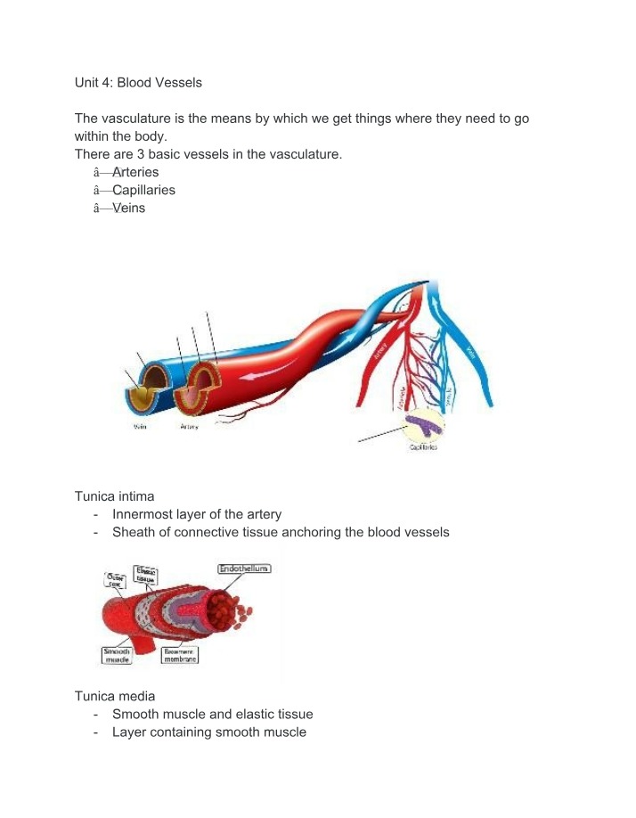 Blood Vessel Anatomy - Arteries, Capillaries, and Veins