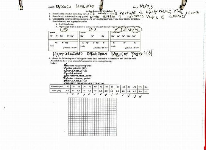Worksheet on Action Potential