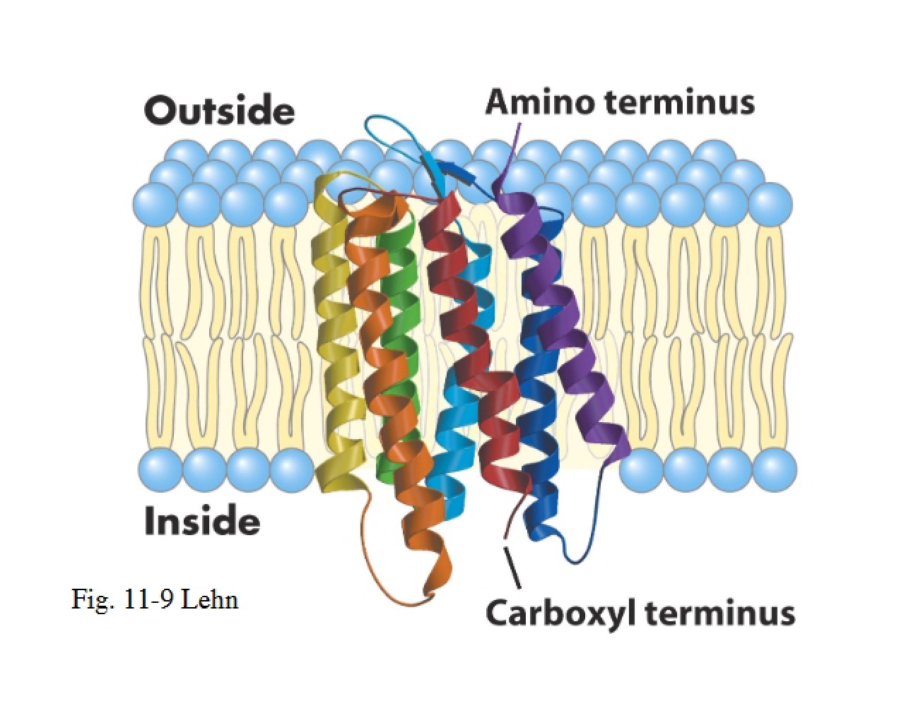 Introduction to G-Proteins