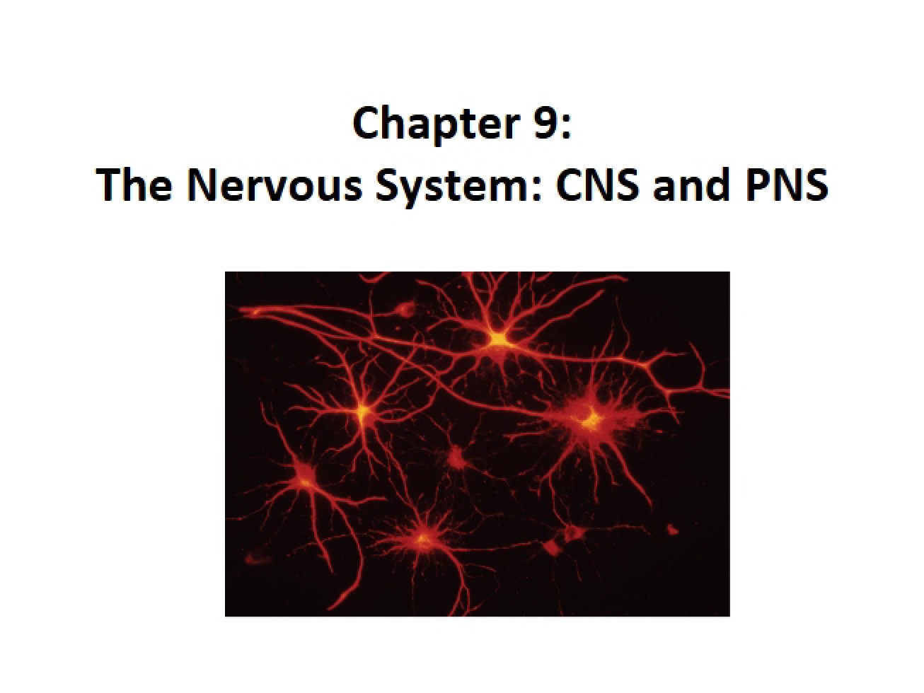 Topic 13 Handout Overview of the Nervous System