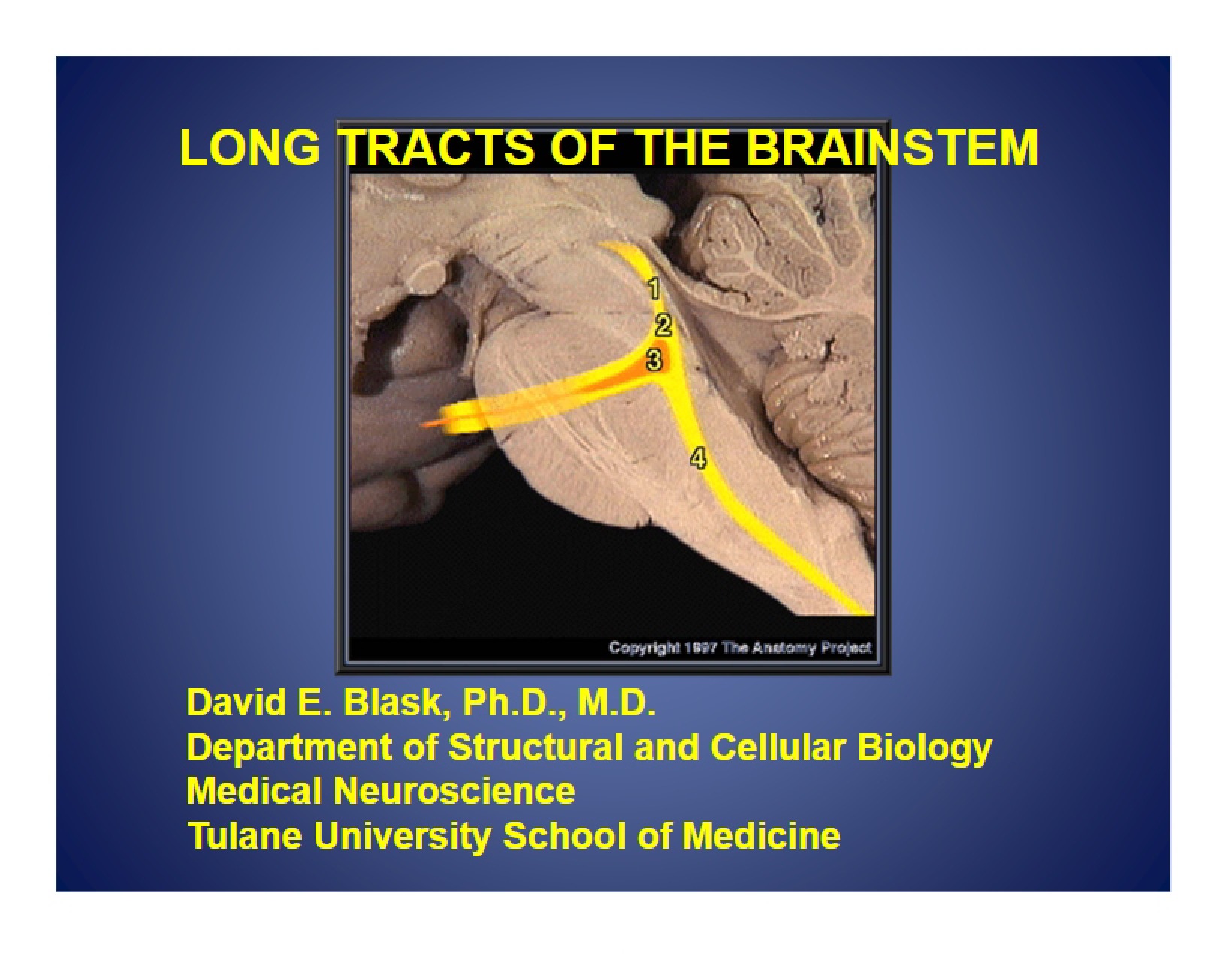 Brainstem Long Tracts (Block 1)
