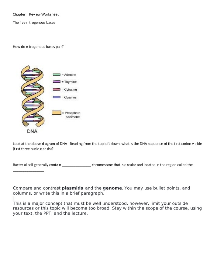 Worksheet - DNA Replication, Chromosomes, and Nitrogenous Bases