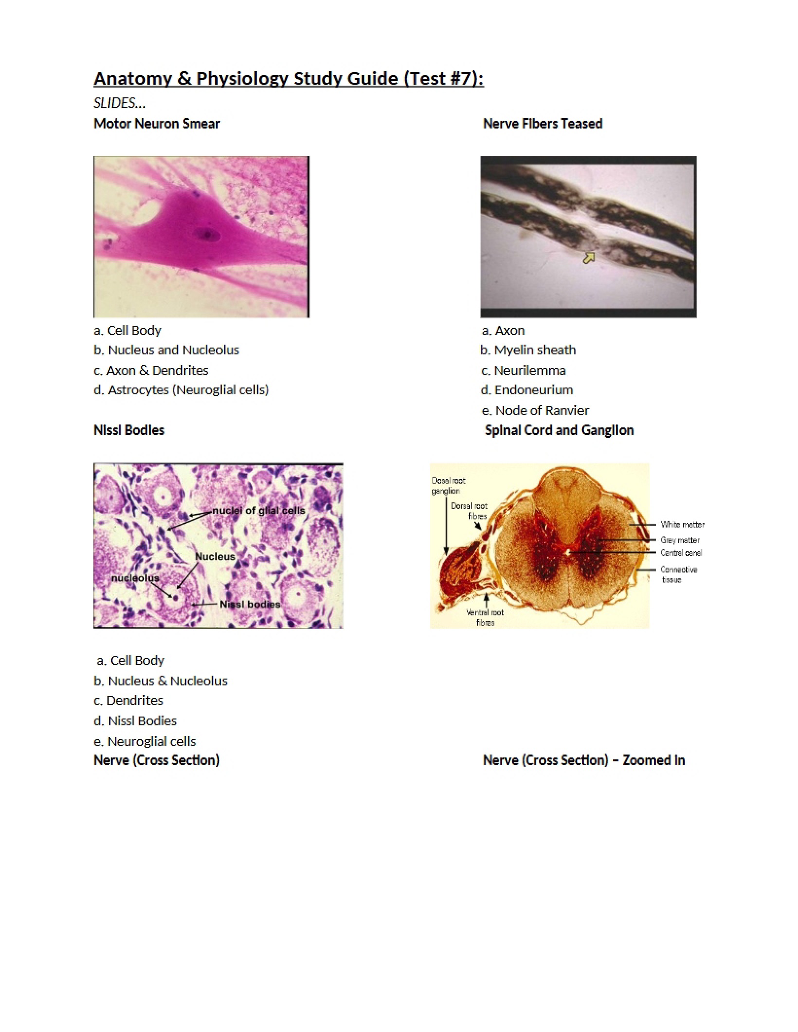 Physiology and Anatomy