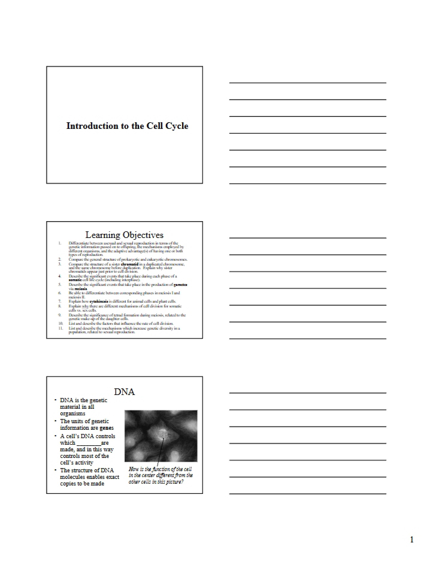 Cell Cycle An Intro