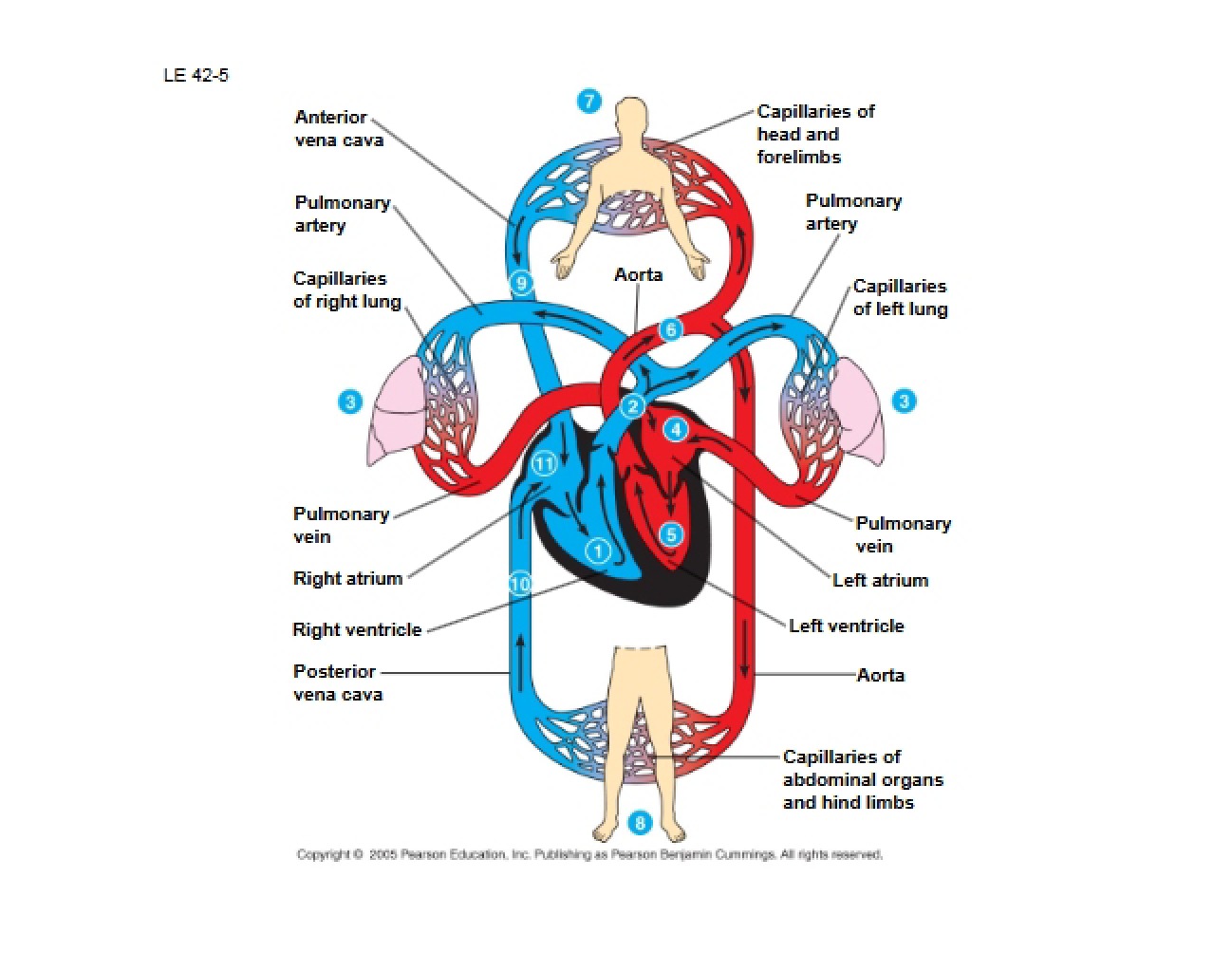 Circulatory System