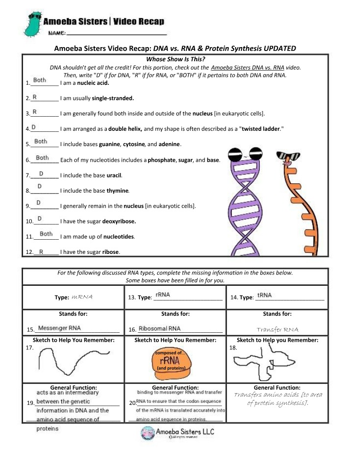 DNA vs RNA and Protein Synthesis - Amoeba Sisters Recap
