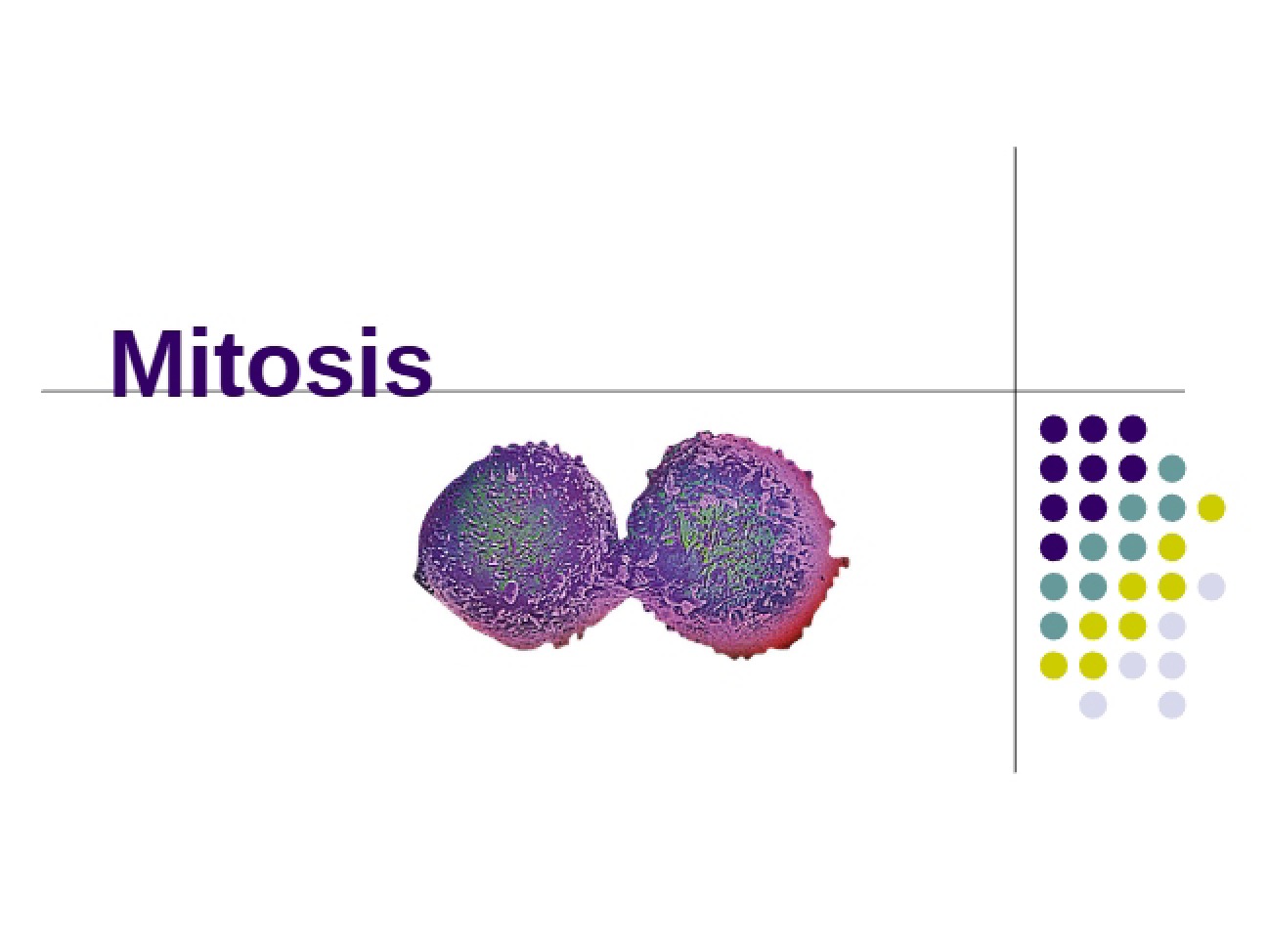 Mitosis Processes in Cellular Biology