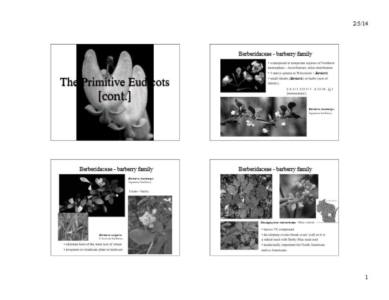Eudicots (Primitive)