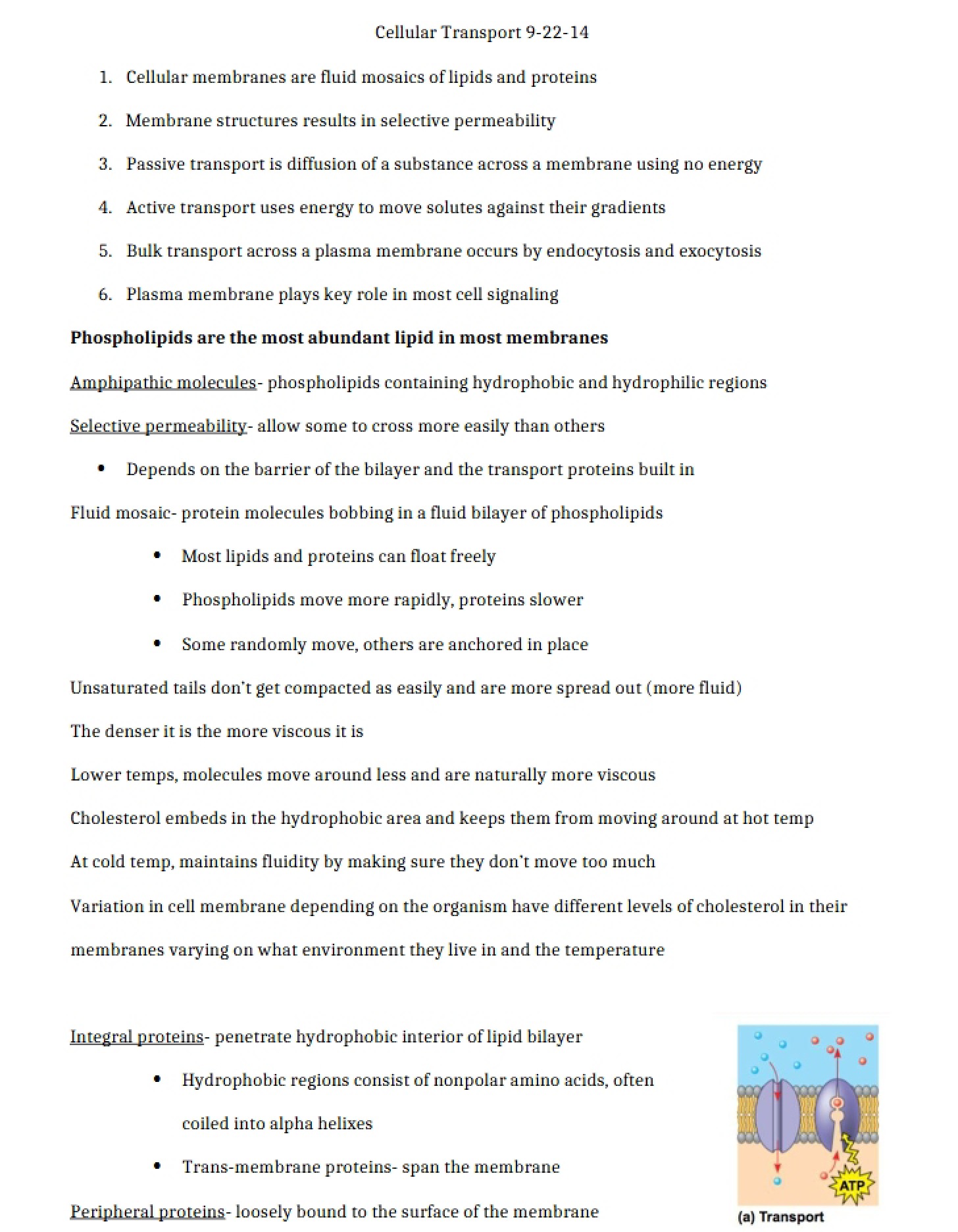 Transport in Cells