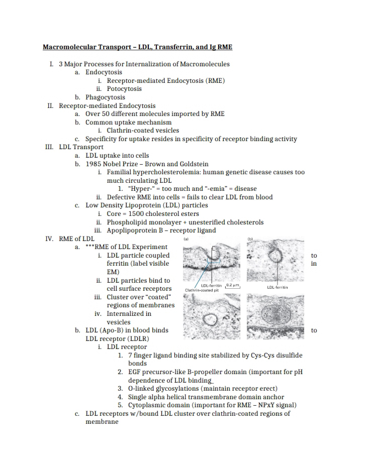 Transport of Macromolecules LDL, Transferrin, Ig RME