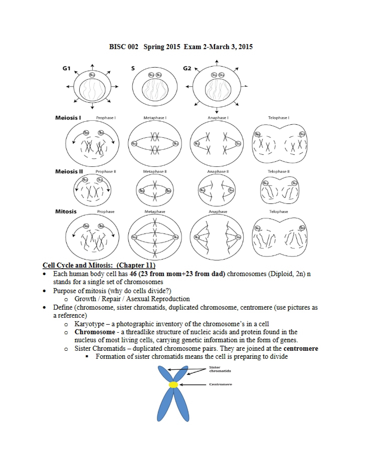 Mitotic Division and Cell Cycle