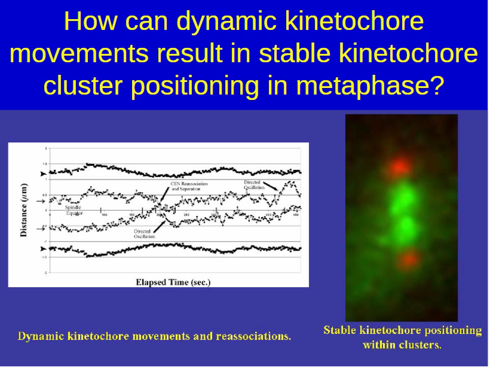 Kinetochore Movements Dynamics