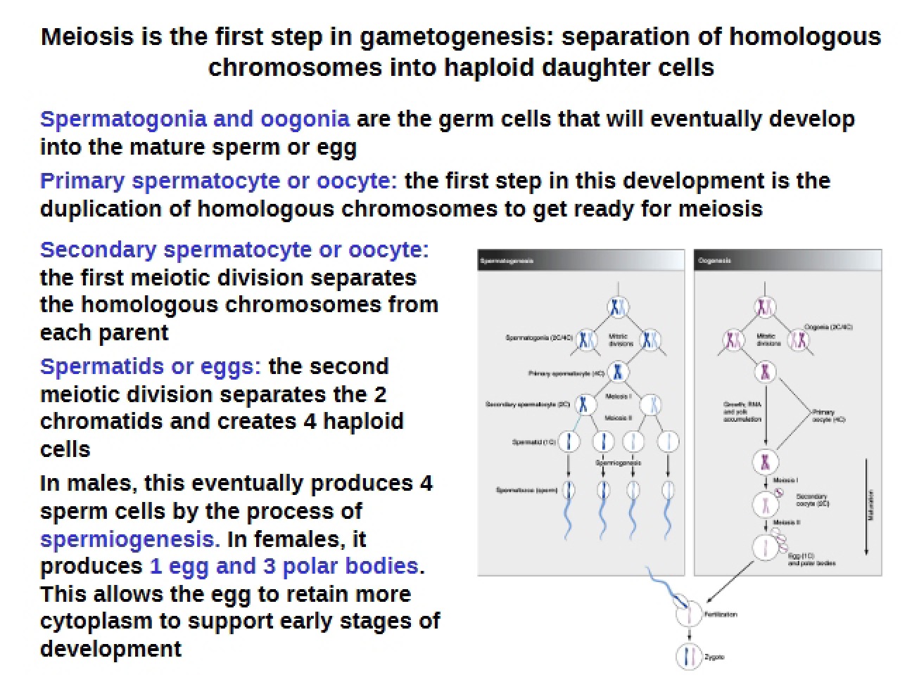 Meiosis Overview