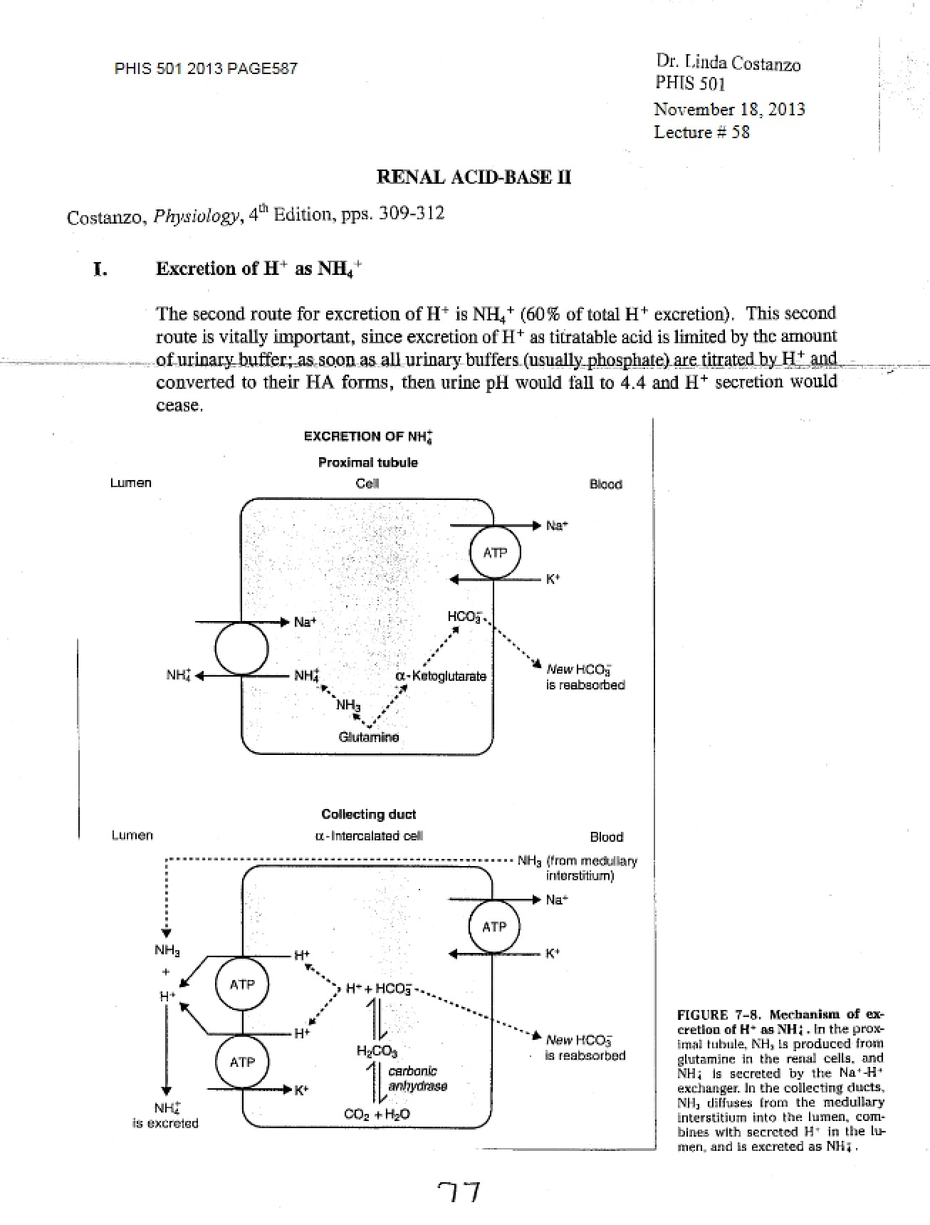 Acid Base in Kidneys II (Lecture 58)