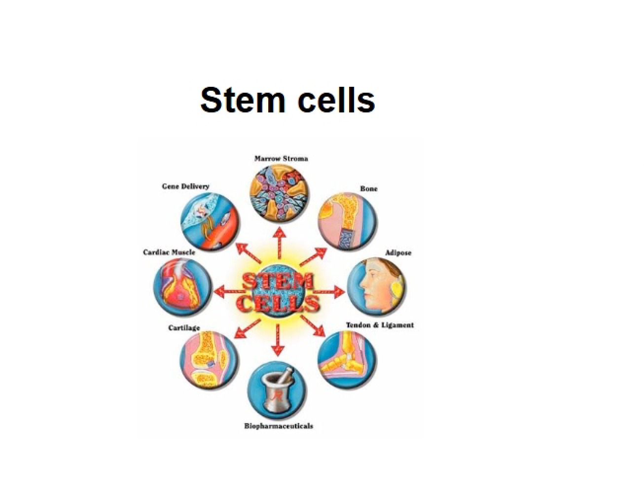 Introduction to Stem Cells