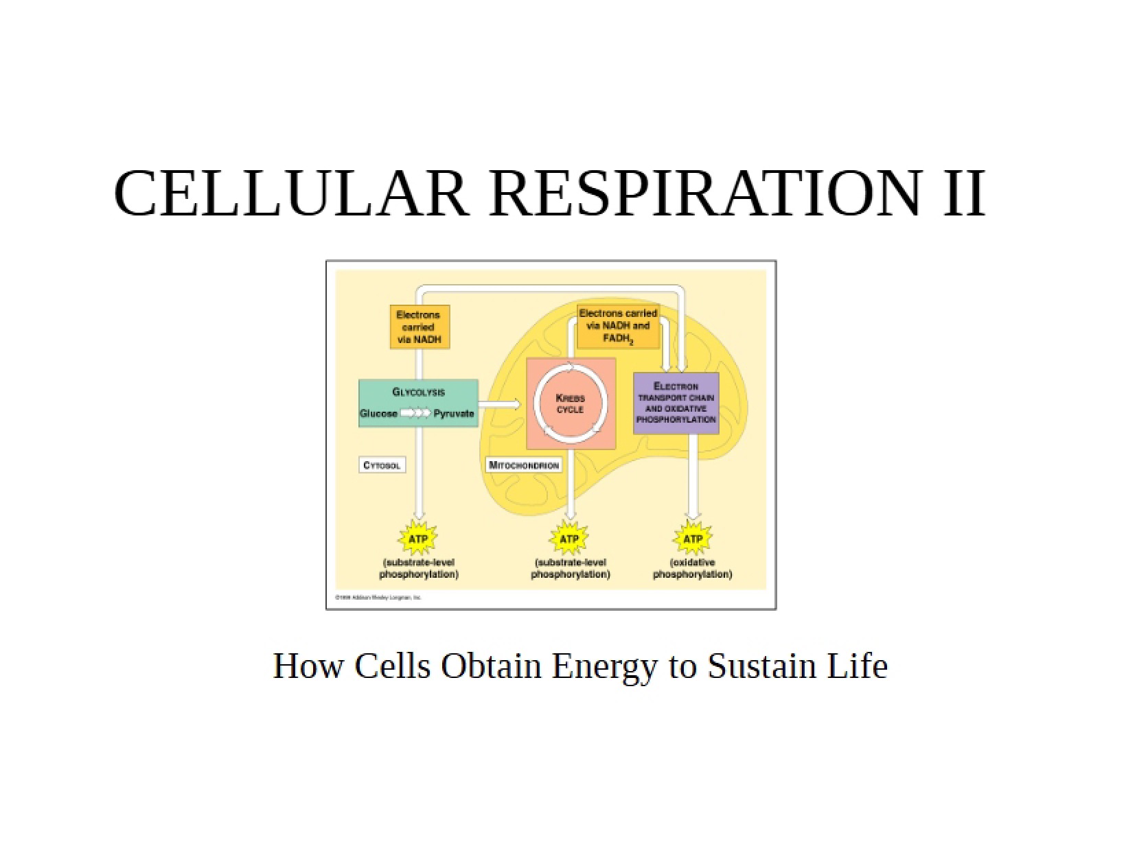 Respiration in Cells Part Two